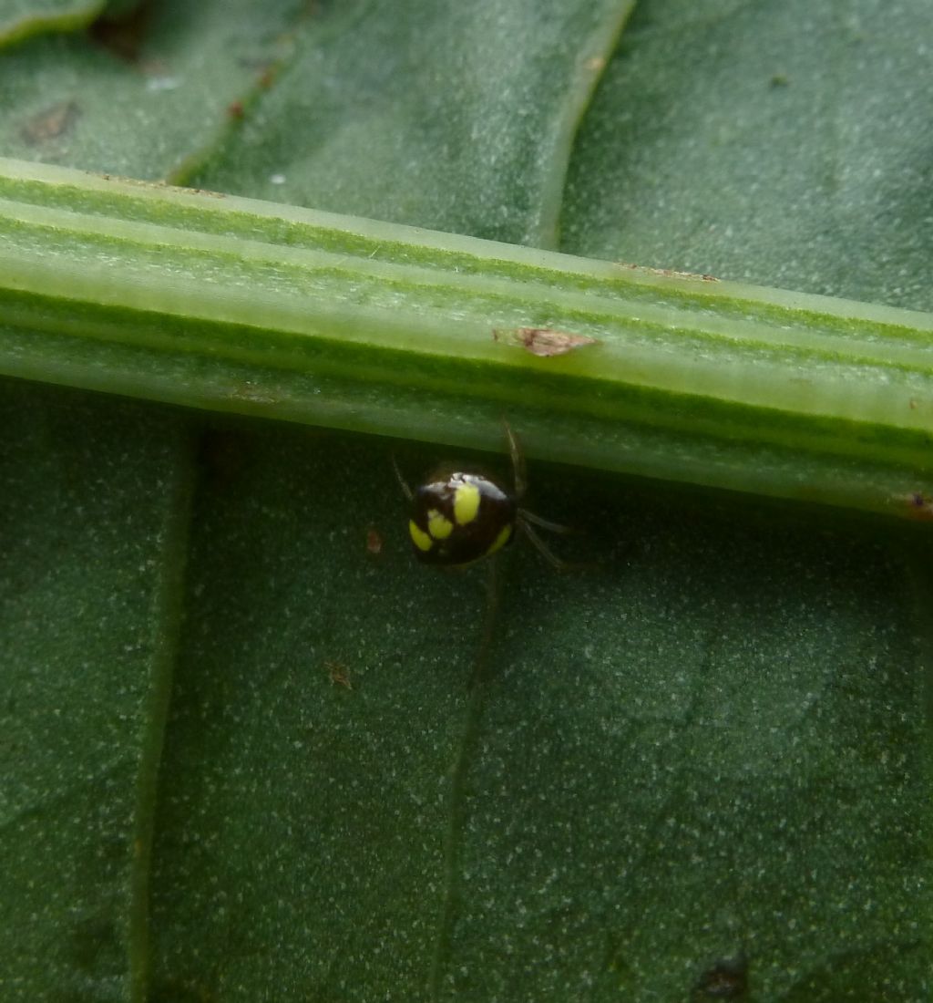 Theridula gonygaster giusto?